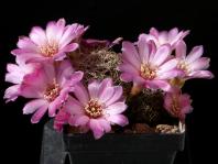 Thumbnail of 1890_Sulcorebutia tarabucoensis hertusii HS125a_20180507_01(1).JPG